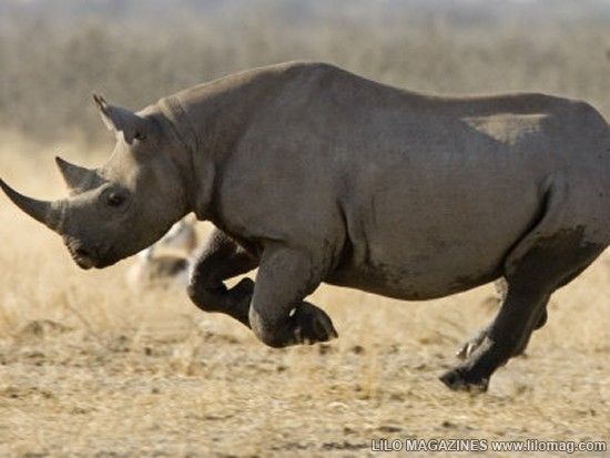 Africa s Western Black Rhino Officially Extinct Science Technology 