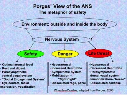 polyvagal