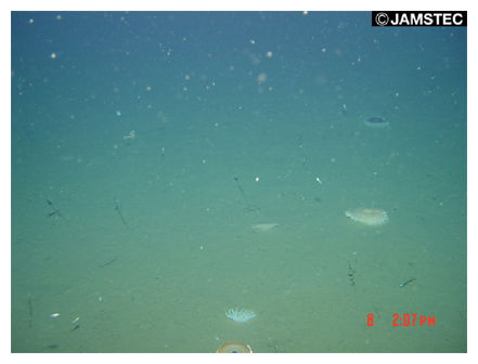 Cracked Seafloor_1