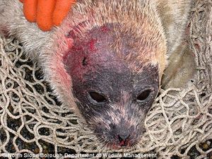 injured seal