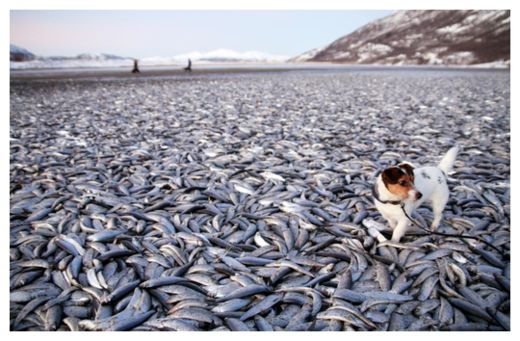 Click to enlarge Dead Fish