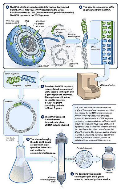 Click to enlarge Vaccinations_2