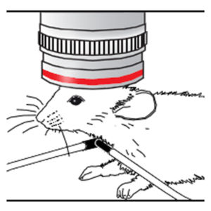 Click to enlarge Window to The Brain