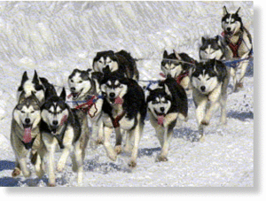 Click to enlarge sled dogs