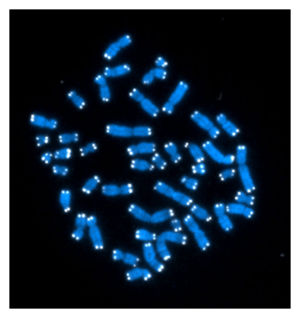 Telomeres