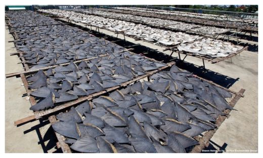 Shark Fins