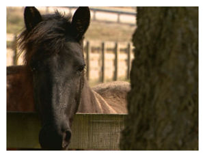 Click to enlarge Horse