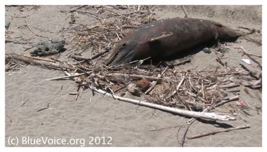 Dead Dolphin_1