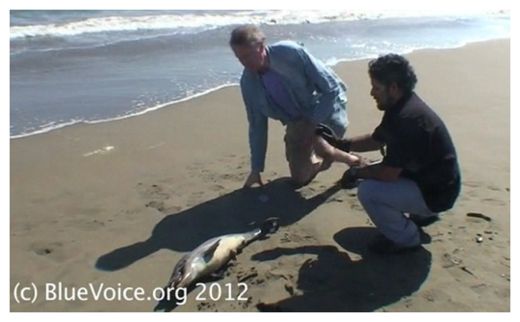 Dead Dolphin_2