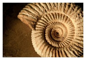 Click to enlarge Ammonites