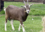 Sacred-ficed goat