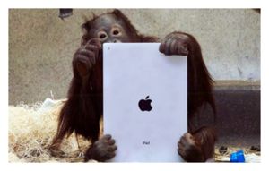 iPad Oranghutan 