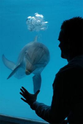 Dolphin