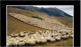 sheep