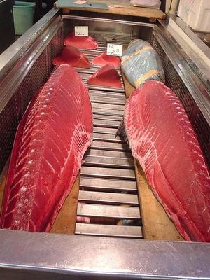 Click to enlarge tuna