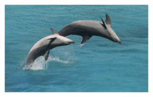 Bottlenose Dolphins