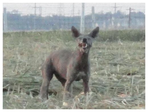 Chupacabra_2