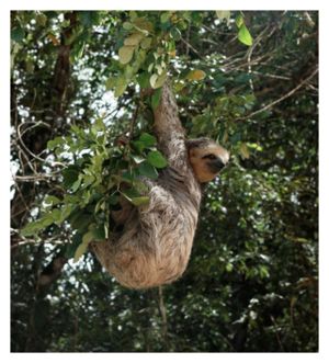 Sloth