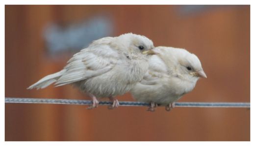 Two rare white sparrows