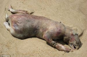 Click to enlarge Montauk Monster