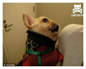 Click to enlarge Talking Puppy