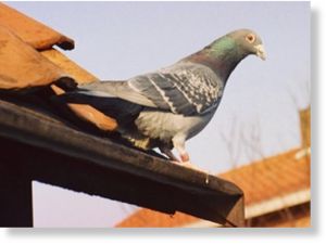 pigeon.jpg