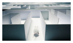 Mice in Maze