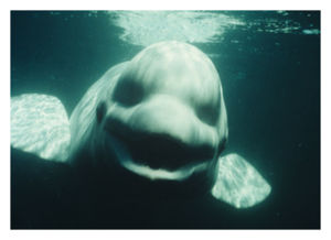 beluga_whale_noc.jpg