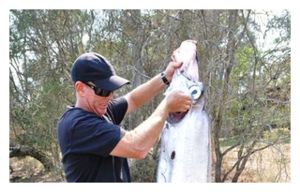 ribbonfish.jpg