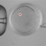492f_3_Parent_Embryos.jpg