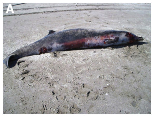 Stranded Whale