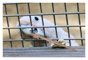 Cockatoo