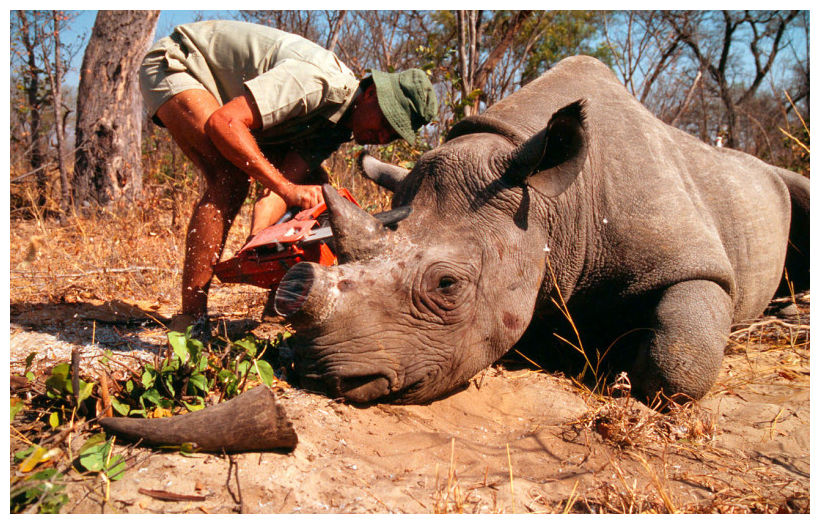 Why Poaching Of Rhinos Is Common In South Africa