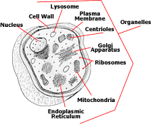 Click to enlarge cancer dungi