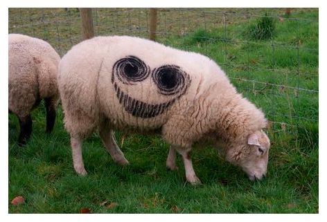 Smiley Sheep