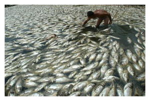 Dead Fish
