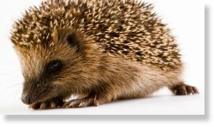 Hedgehog_Shutterstock.jpg