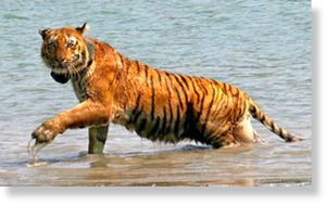 Tiger_in_Sunderban_mangro_009.jpg
