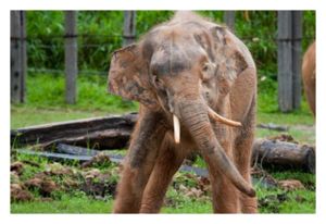 pygmy_elephant_borneo.jpg