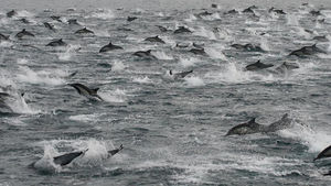 dolphinsinsd.jpg
