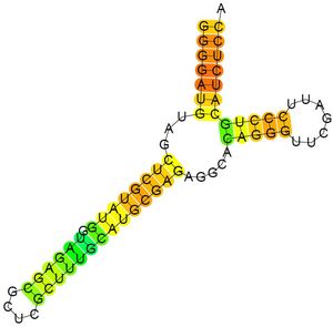 trna_a13g.jpg