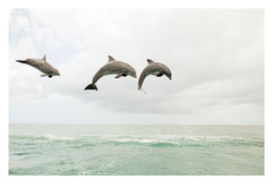 dolphins_call_each_other_by_na.jpg