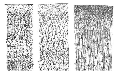 Click to enlarge Neurons