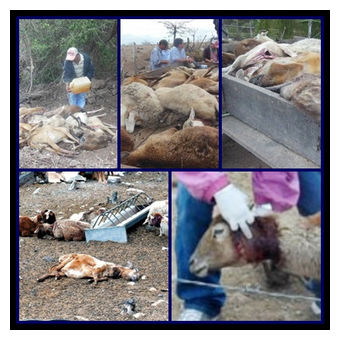 Dead Sheep