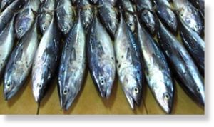 Mackerel_has_been_struck_off_a.jpg