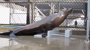 dancingseal_screen.jpg
