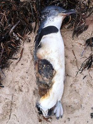 346317_dead_penguin.jpg
