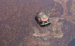 Click to enlarge BP Oil