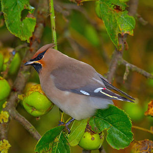 600px_Bombycilla_garrulusII.jpg