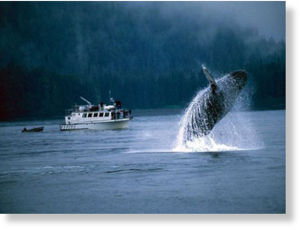 humpback_whale_3.jpg